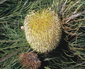 Dryandra Woodland - Inverell Accommodation 3