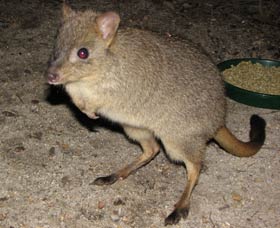 Barna Mia Native Animal Sanctuary - Inverell Accommodation 1
