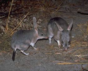 Barna Mia Native Animal Sanctuary - Inverell Accommodation 2