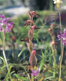Carnamah-Eneabba Wildflower Drive - Inverell Accommodation 0