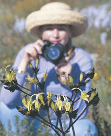 Carnamah-Eneabba Wildflower Drive - Inverell Accommodation 1