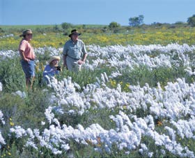 Carnamah-Eneabba Wildflower Drive - Inverell Accommodation 2