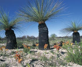 Carnamah-Eneabba Wildflower Drive - Inverell Accommodation 3