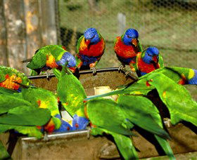 Canberra Walk In Aviary - Inverell Accommodation 1