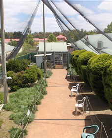 Canberra Walk In Aviary - Inverell Accommodation 3