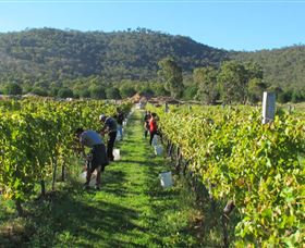 Savina Lane Premum Wines - Inverell Accommodation 1