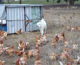 Northside Farmers Market - Inverell Accommodation 1