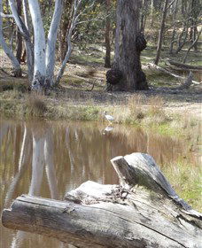 Mulligans Flat - Inverell Accommodation 0