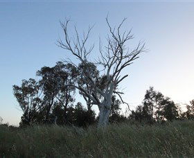 Cooleman Ridge - Inverell Accommodation 1