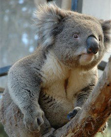 National Zoo & Aquarium - Inverell Accommodation 5