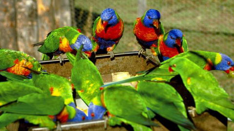 Canberra Walk In Aviary - Inverell Accommodation 4