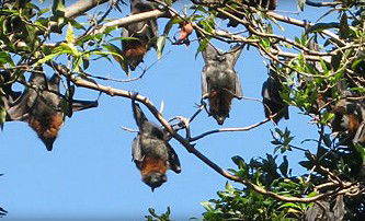 Blackbutt Reserve - Inverell Accommodation 1