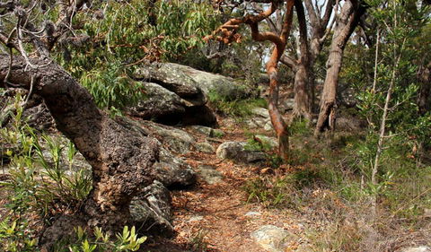 Box Head Track - Inverell Accommodation 0