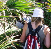 Palm Jungle loop track - Inverell Accommodation