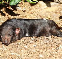 Symbio Wildlife Park - Inverell Accommodation
