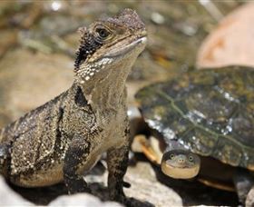 Symbio Wildlife Park - Inverell Accommodation 3
