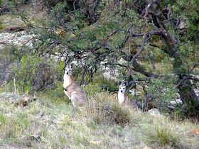 Saunders Gorge Sanctuary - Inverell Accommodation 2