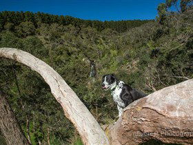 Ingalalla Waterfalls - Inverell Accommodation 1