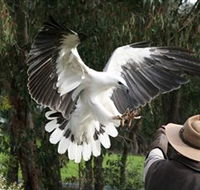 Raptor Domain - Inverell Accommodation