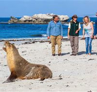 Seal Bay Conservation Park - Inverell Accommodation