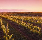 Ralph Fowler Wines - Inverell Accommodation