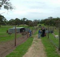 Avenue Emus - Inverell Accommodation