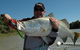 Reidy's Fishing Lures - thumb 0
