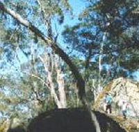 Dergholm State Park - Inverell Accommodation