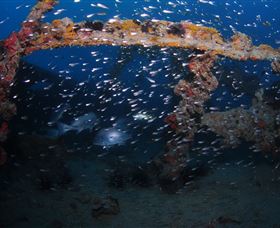 Lady Bowen Dive Site - Inverell Accommodation 1