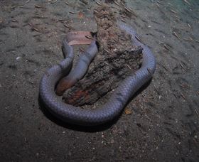 Lady Bowen Dive Site - Inverell Accommodation 2