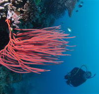 Eddy Reef Dive Site - Inverell Accommodation
