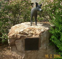 Dingo Statue - Inverell Accommodation