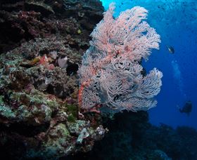 Barracuda Bommie Dive Site - Inverell Accommodation 0