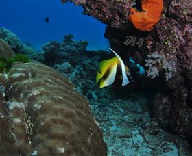 Barracuda Bommie Dive Site - Inverell Accommodation 3