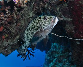 Barracuda Bommie Dive Site - Inverell Accommodation 1