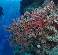 Nursery Bommie Dive Site - Inverell Accommodation