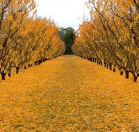 Sun Country on the Murray Farm Gate Trail - Inverell Accommodation