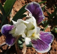 Sunshine Iris Nursery - Inverell Accommodation