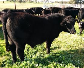 Ochre Arch Farm - Inverell Accommodation 2