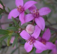Self Drive Geology and Nature Trails - Inverell Accommodation