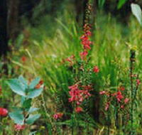 Enfield State Park - Inverell Accommodation
