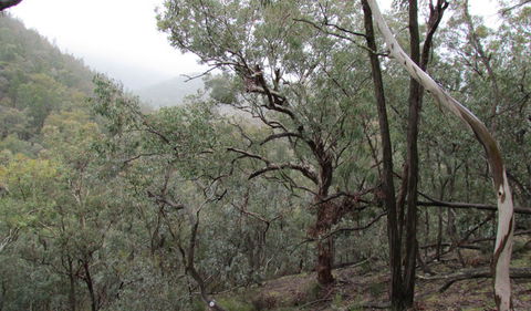 Mount Murga Walking Track - Inverell Accommodation 0