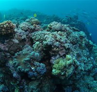 Manta Ray Drop Off Dive Site - Inverell Accommodation