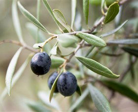 Wollundry Grove Olives - Inverell Accommodation 2