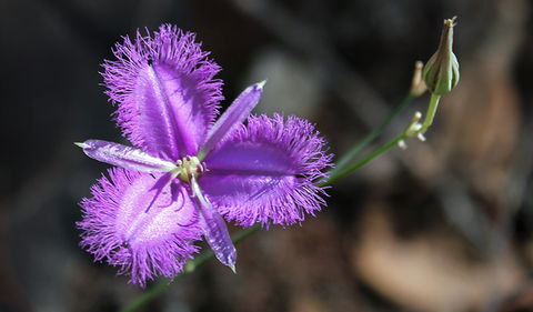 Conimbla National Park - Inverell Accommodation 3