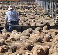 Livestock Marketing Centre - Inverell Accommodation