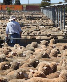 Livestock Marketing Centre - Inverell Accommodation 0
