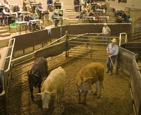 Livestock Marketing Centre - Inverell Accommodation 1