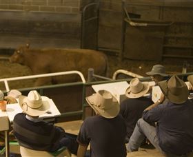 Livestock Marketing Centre - Inverell Accommodation 2