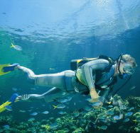 Seaflight Bommie Dive Site - Inverell Accommodation